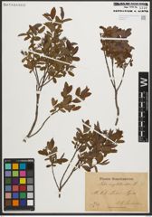 Foto von Salix myrtilloides L.